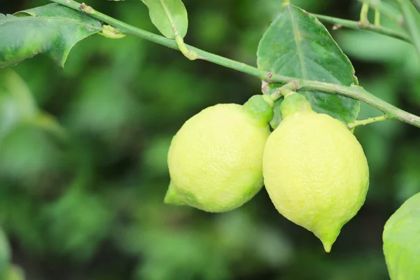 A lemon tree with green lemons