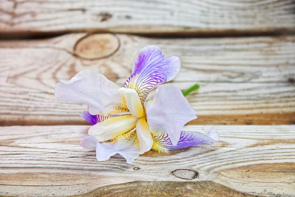 Irises on a background of old boards. Aged wood in the background.