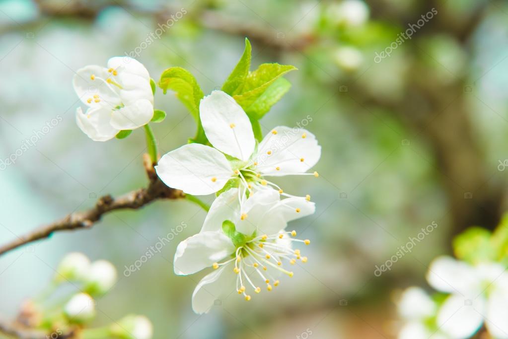 Картинки природы сакуры Картинки природы сакуры