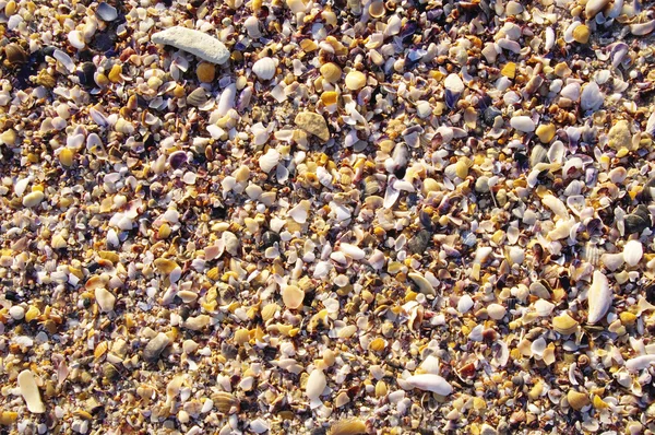 Mussel shells and snails on the beach