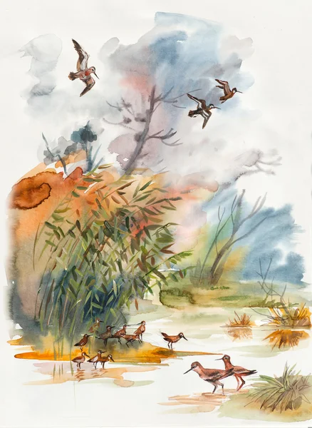 Autumn landscape. Sandpipers go on water.