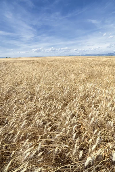Vertical panorama of a yellow wheat fields