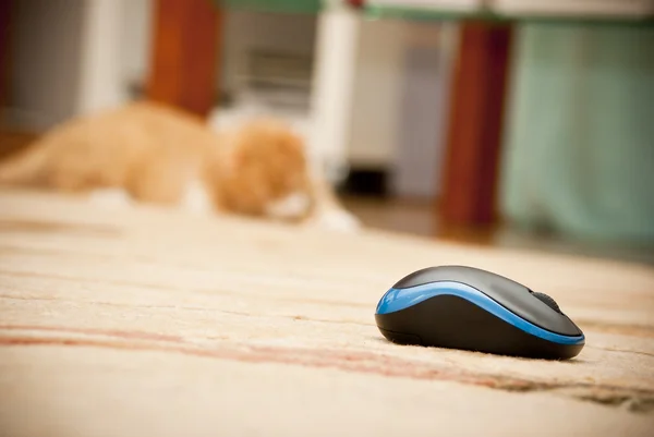 Computer mouse and ginger cat