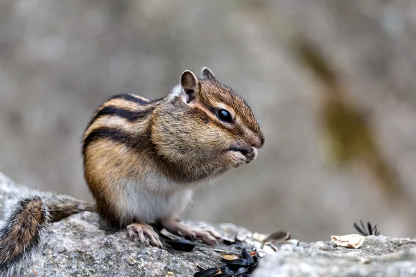 Little chipmunk in the wood