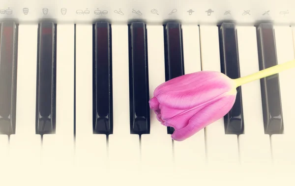 Piano keys Tulip flowers gentle spring retro vintage style music background