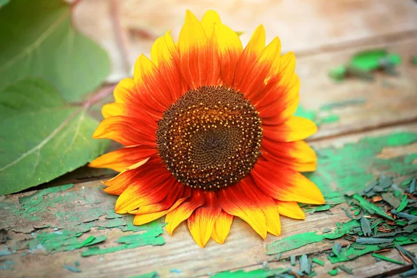 Flower on the old shabby wood decorative sunflower summer background rustic style