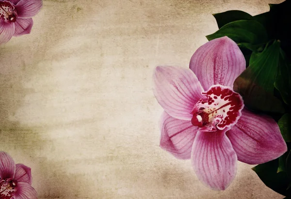 Pink orchid flower vintage romantic background grunge retro shabby chic
