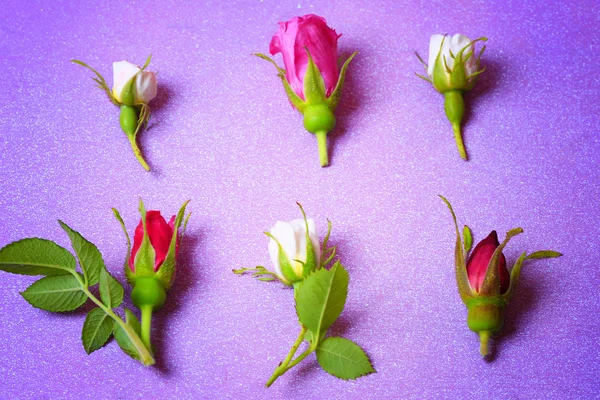 Rose buds on a purple wooden background in retro style shabby chic top view a gentle place for congratulations