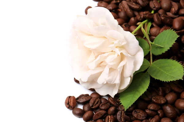 Coffee beans white rose isolated on white background border corner a place for the advertising text