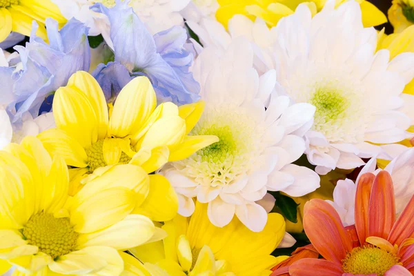 Colorful chrysanthemum flowers spring summer selective soft focus the background