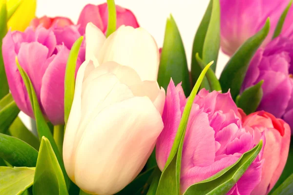 Bouquet of tulips mother birthday gift valentine spring background selective soft focus toned photo