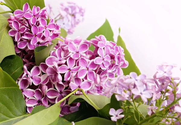 Lilac flowers on a white background spring