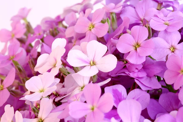 Night flowers violet spring gentle background