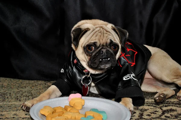 Adorable Pug Laying in Front of a Plate of Dog Treats