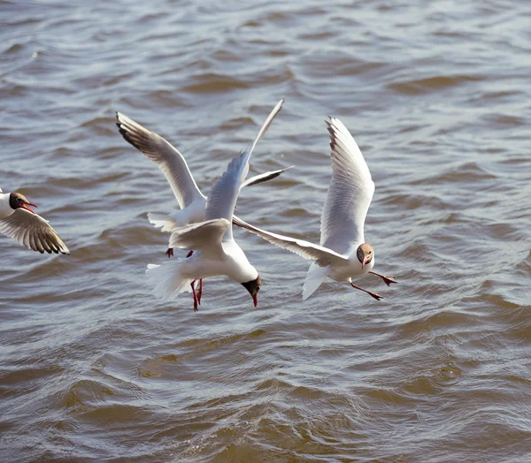 Gulls flying and fighting for food. focus on the right bird
