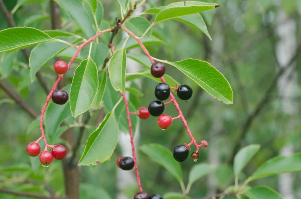 Bird cherry fruits