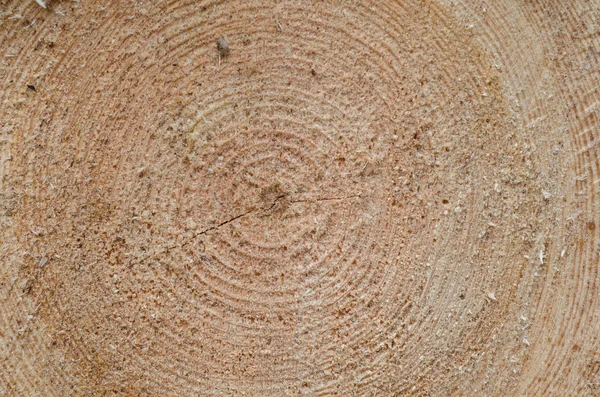 Cut tree trunk wooden background