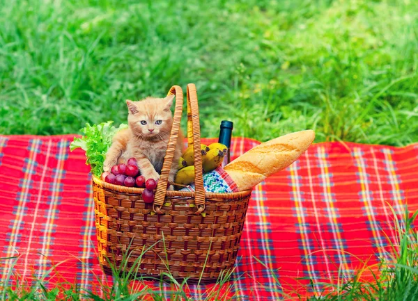 Little kitten on picnic basket