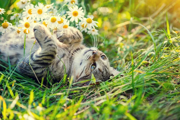 Cat lying on the back in flowers