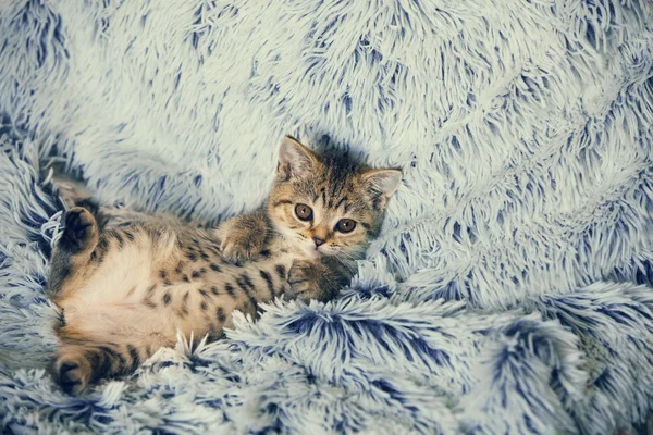 Little kitten lying on the blue blanket