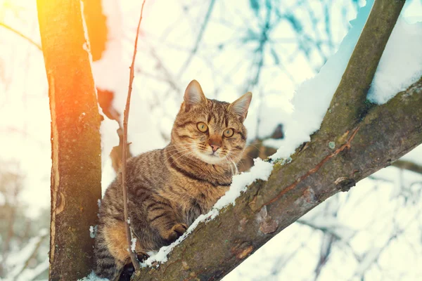 Cat on the snowy tree