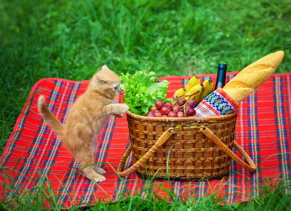 Kitten and picnic basket