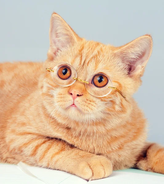 Cat wearing glasses reading book