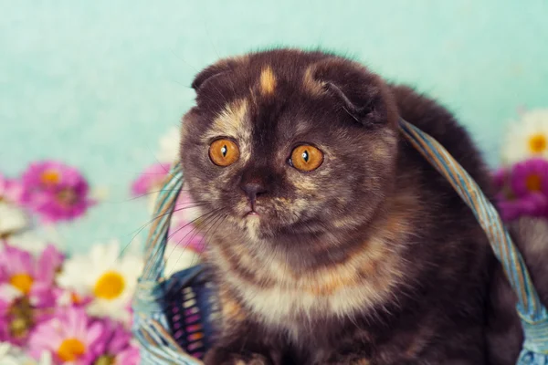 Kitten in a basket