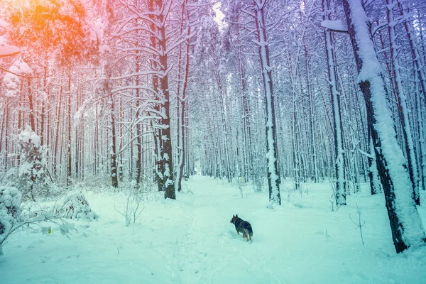 The dog in winter forest