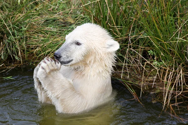 Polar bear playing in the water
