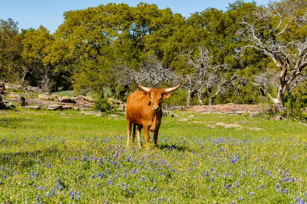 Beautiful longhorn cow