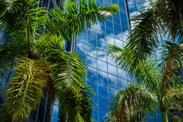 Urban palm trees