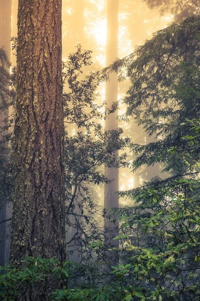 Wild Redwood Forest
