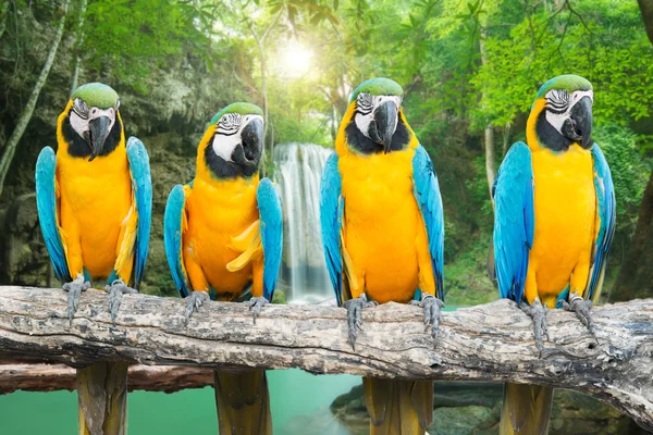 Blue-and-Gold Macaw against tropical waterfall background