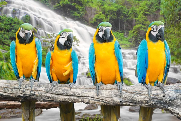 Blue-and-Gold Macaw against tropical waterfall background