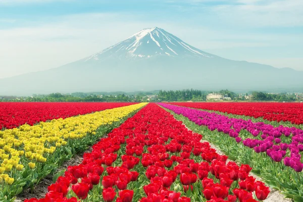Landscape of Japan tulips with Mt.fuji. Colorful tulips. Tulips