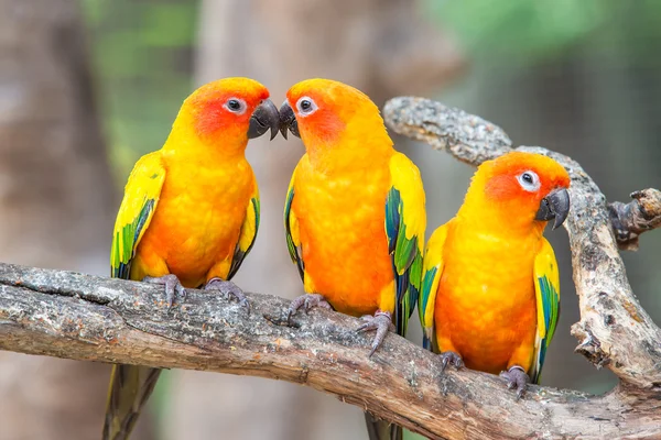 Lovely sun conure parrot birds on the perch. Pair of colorful su