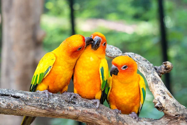 Three sunconure bird perch in wood branch in forest. Sunconure b