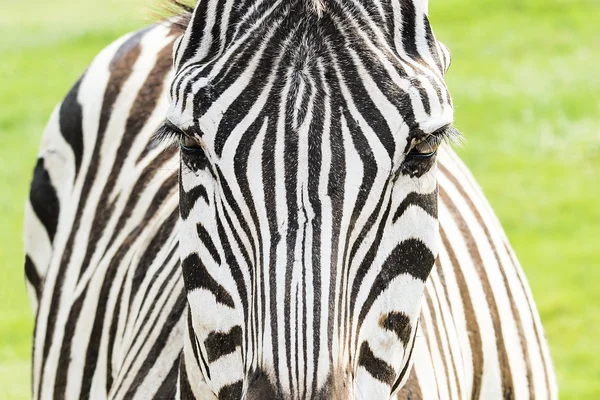 Close up of Zebra head in green field