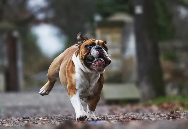 Crazy english bulldog puppy running
