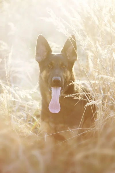 Fun beautiful german shepherd dog puppy at sunset summer