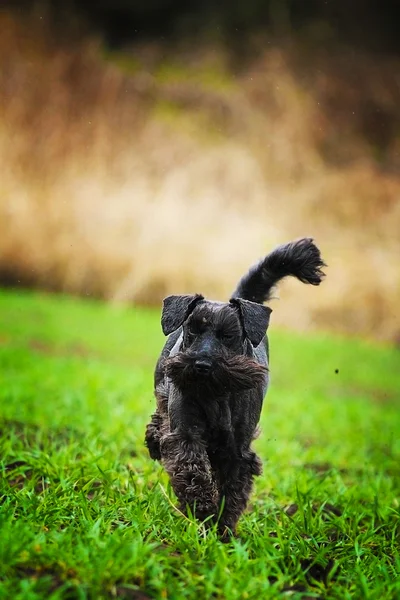 Fun schnauzer puppy dog trick dancing