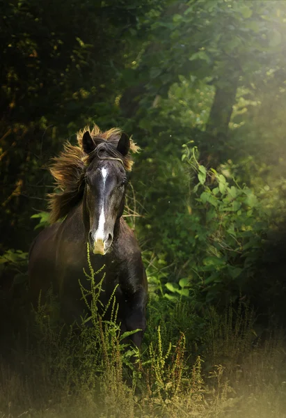 Beautiful quarter horse running in nature