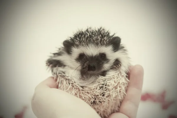 Beautiful and funny seven-week African pygmy hedgehog baby