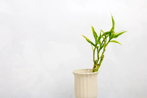 Plant in old vase on concrete background