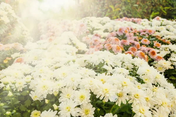 Mum flower in garden.