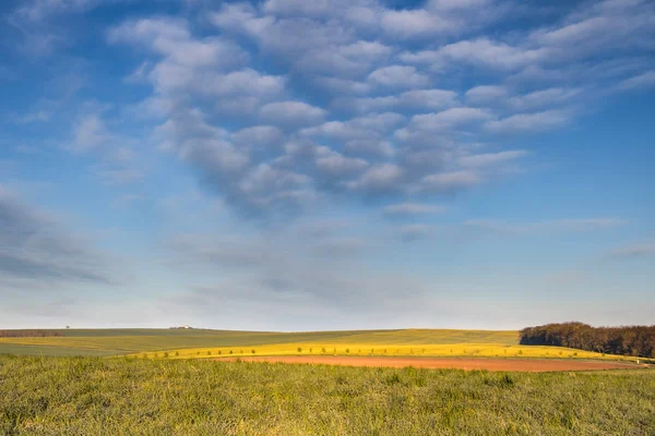 Spring landscape with flowering yellow filed and sky with clouds