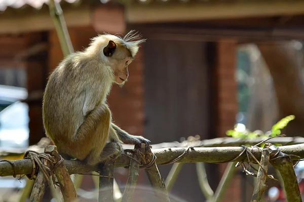 Little monkey sitting on railing and thinking photo