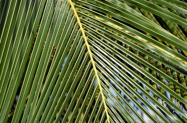 Big and green palm leaf close-up detail photo