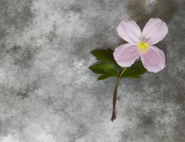 Condolence card - rose flower